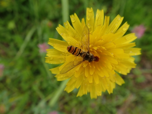 Schwebfliege Schwebfliege